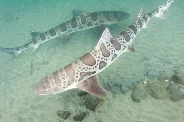 leopard-shark-pictures